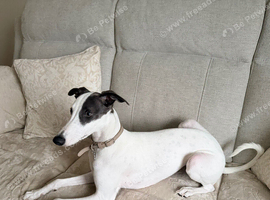 Beautiful puppy Female Whippet &ndash; KC Registered &ndash; Very Affectionate