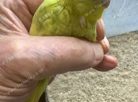 Fledglings