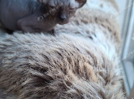Stunning Sphynks kittens, Ready Saturday