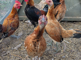 Pure-bred Miniature Old English Game Bantam Trios