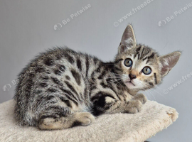 Half bengal kittens