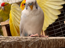 Cute Budgies