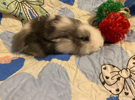 Lion head lops