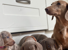 Dachshund