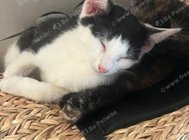 Black and white girl kitten