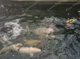 koi Rehoming