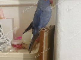 Rare double gene violet indian ringneck