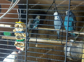 Budgies latino pair and standard ones all must go