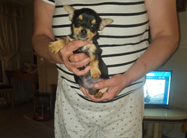 Jack Russell's puppies