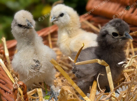 Silkie Chickens