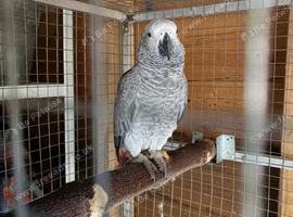 African Grey Female Parrot - 11mths old