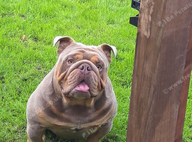 English Bulldog Ozzy