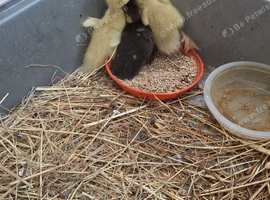 Ducklings