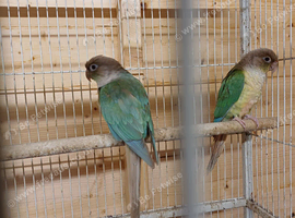 Pair of proven conures with dna certs