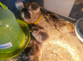 Chicks for sale