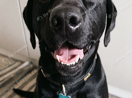 4 Year Old Labrador Retriever