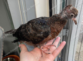 2 hand reared Archangel pigeons