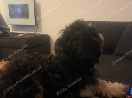 Cavapoo male