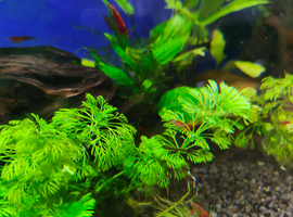 Red cherry shrimp young