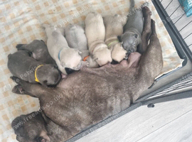 Frenchie puppies
