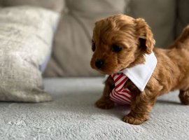 Very RARE pocket sized Asian poodle x cavapoo puppies