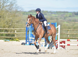 Looking for a part loan to ride once every other week and do some showing on