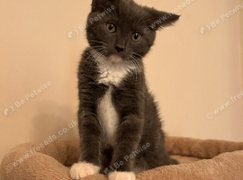 Beautiful 9 week grey female kitten