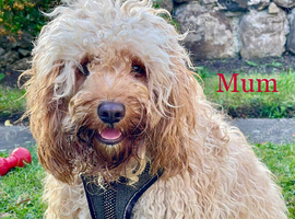 Adorable Cavapoo