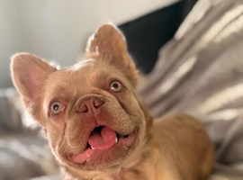 Gorgeous female fluffy frenchie