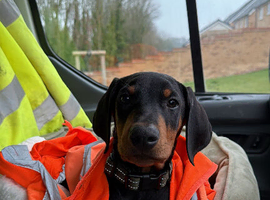 Doberman urgent rehome