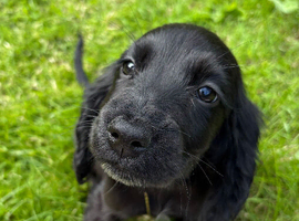 Beautiful Show Type Cocker Spaniel Girl Puppy - Ready Now