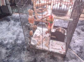 Parrot cage