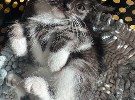 Stunning kittens