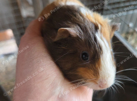 Baby guinea pigs