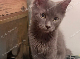 Maine coon