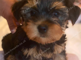 Pure  yorkshire terrier