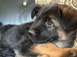 8 weeks Old GSD Male