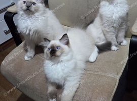 Kittens for Sale