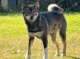 Shiba inu