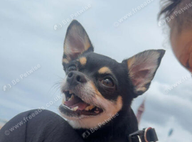 3 year old male chihuahua