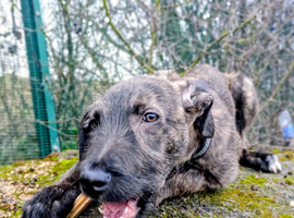 Deerhound cross