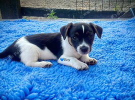 Stunning jack russel pups
