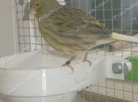 Green male canary