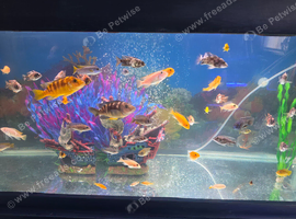 Malawi fish