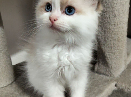 Ragdoll kittens