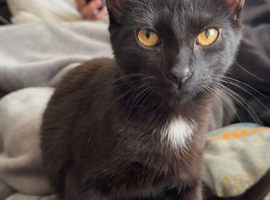 male grey/black kitten.