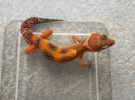 Leopard gecko hatchlings