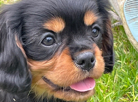 Stunning black & tan cavalier boys