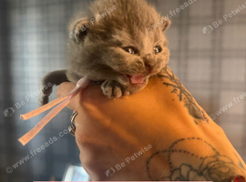 9 beautiful British shorthairs