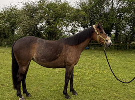 Stunning Connemara x TB Mare 14.3 hands for Sale
